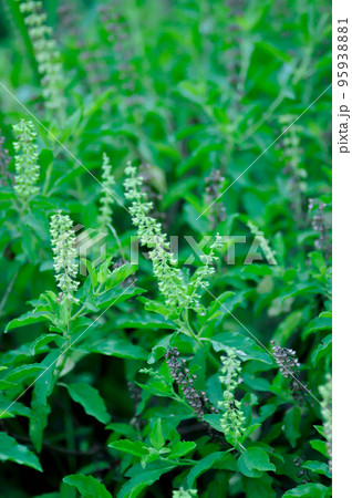 Ocimum sanctum, Holy basil or Sacred basil or Labeataceae Ocimum sanctum, Holy basil or Sacred basil or Labeataceae 95938881