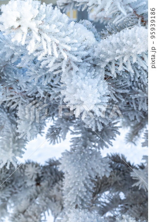 Frosty fir tree with shiny ice frost in snowy forest park. Christmas tree covered hoarfrost and in snow. Tranquil peacful winter nature. Extreme north low temperature, cool winter weather outdoor 95939186