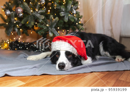 Funny cute puppy dog border collie wearing Christmas costume red Santa Claus hat lying down near Christmas tree at home indoor. Preparation for holiday. Happy Merry Christmas concept Funny cute puppy dog border collie wearing Christmas costume red Santa Claus hat lying down near Christmas tree at home indoor. Preparation for holiday. Happy Merry Christmas concept 95939199