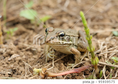 トウキョウダルマガエル トウキョウダルマガエル 95939575