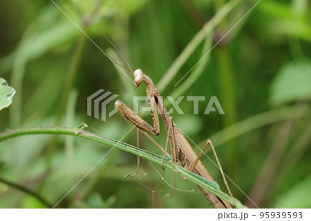 コカマキリ 95939593