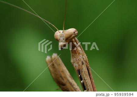 コカマキリ コカマキリ 95939594