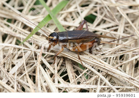 エンマコオロギのメス 95939601