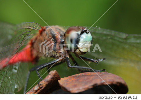 マイコアカネ マイコアカネ 95939613