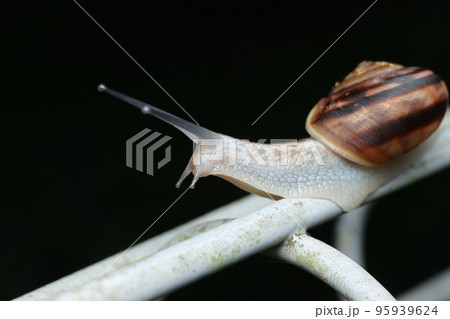 ミスジマイマイ ミスジマイマイ 95939624