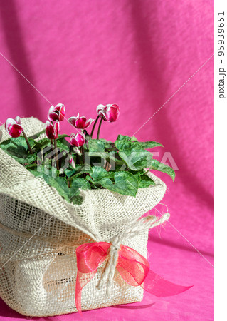 Purple cyclamen persicum in a pot packaged as a gift with eco canvas and ribbon on purple background. Purple cyclamen persicum in a pot packaged as a gift with eco canvas and ribbon on purple background. 95939651