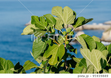 Bunch of green figs on a fig tree against sea background. Ficus Carica branch with fruits 95939889