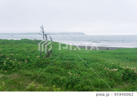 coastal landscape of Kunashir island with a lonely dry tree and a ship in the distance 95940062
