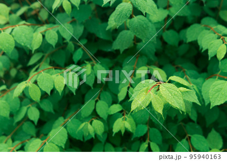 partially blurred natural background, green foliage with raindrops 95940163