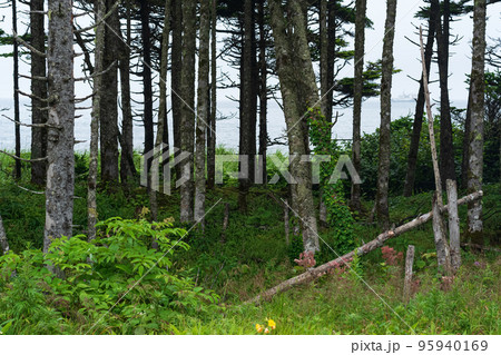 coastal forest with windbreak and lianas on the Pacific coast, Kuril Islands coastal forest with windbreak and lianas on the Pacific coast, Kuril Islands 95940169