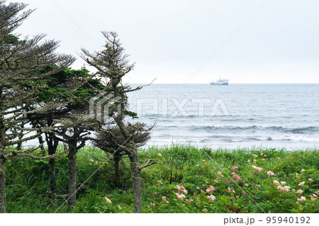 coastal landscape of Kunashir island with dwarf pines curved by the wind coastal landscape of Kunashir island with dwarf pines curved by the wind 95940192