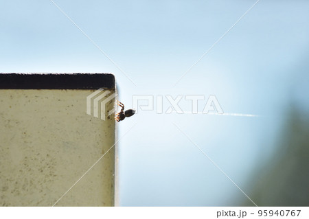 蜘蛛とクモの糸　蜘蛛の糸　糸を出す蜘蛛　イメージ素材　背景素材 95940767