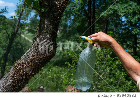 The beekeeper collects a swarm of bees with the help of a wide brush and a shovel. The beekeeper collects a swarm of bees with the help of a wide brush and a shovel. 95940832