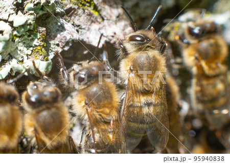 Bees on the background of tree bark are shot with a macro lens. Bees on the background of tree bark are shot with a macro lens. 95940838