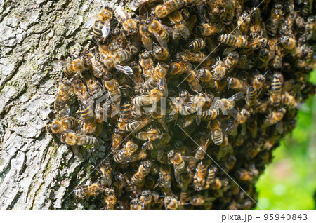 Honey bees swarm on trees, insects are workers. Honey bees swarm on trees, insects are workers. 95940843