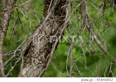 A small swarm of bees swarms on a tree in the garden. 95940852