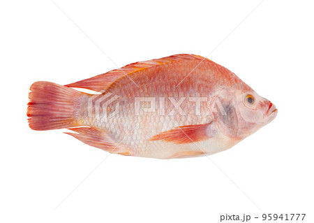 Red Tilapia Fish (Tubtim) isolated on white background with clipping path 95941777