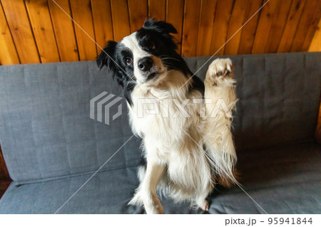 Funny portrait of puppy dog border collie waving paw sitting on couch. Cute pet dog resting on sofa at home indoor. Funny emotional dog, cute pose. Dog raise paw up Funny portrait of puppy dog border collie waving paw sitting on couch. Cute pet dog resting on sofa at home indoor. Funny emotional dog, cute pose. Dog raise paw up 95941844