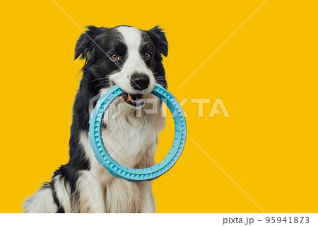 Pet activity. Funny puppy dog border collie holding blue puller ring toy in mouth isolated on yellow background. Purebred pet dog wants to playing with owner Love for pets friendship companion concept Pet activity. Funny puppy dog border collie holding blue puller ring toy in mouth isolated on yellow background. Purebred pet dog wants to playing with owner Love for pets friendship companion concept 95941873