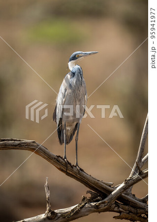 Grey heron cocking head on dead branch Grey heron cocking head on dead branch 95941977