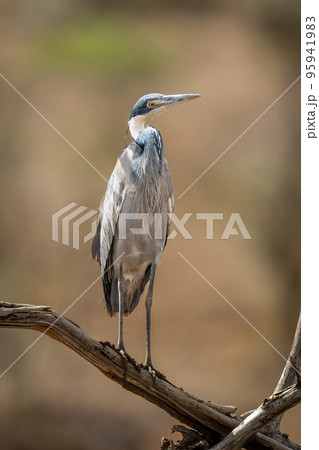Grey heron cocks head on dead branch Grey heron cocks head on dead branch 95941983