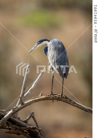 Grey heron staring down from twisted branches 95941991