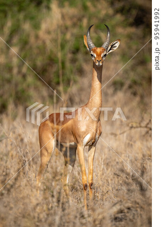 Gerenuk stands facing camera with bushes behind Gerenuk stands facing camera with bushes behind 95941992