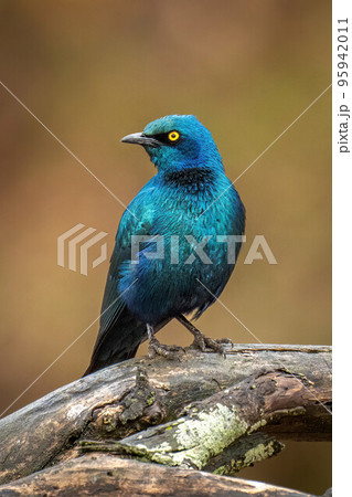 Greater blue-eared starling on branch turning head 95942011