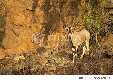 Gemsbok stands by sunlit cliff watching camera 95942014