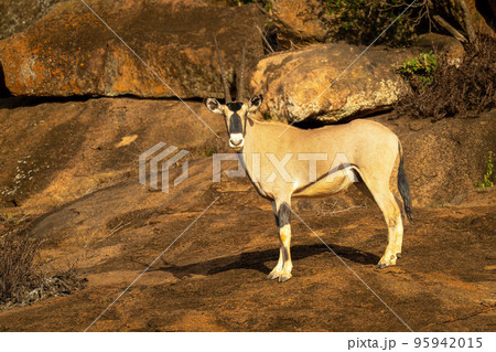 Gemsbok stands on rock turning to camera 95942015