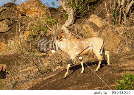 Gemsbok walks down rock with bushes behind 95942016