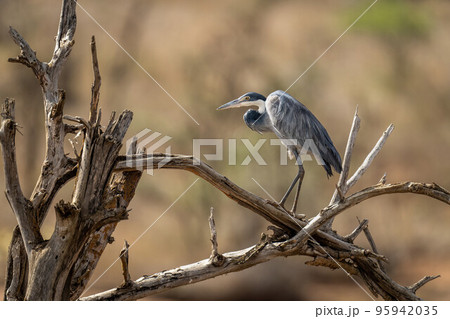 Grey heron on tangled branches in profile 95942035