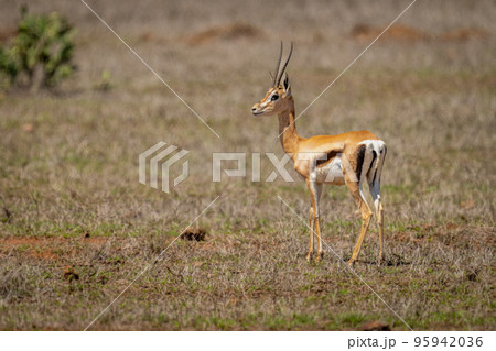 Grant gazelle stands turning to watch camera Grant gazelle stands turning to watch camera 95942036
