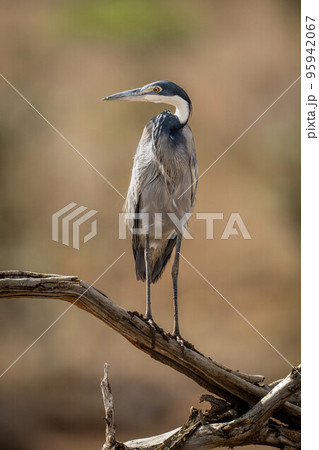 Grey heron turns head on tangled branch Grey heron turns head on tangled branch 95942067