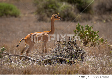 Gerenuk standing by dead tree in sunshine 95942068