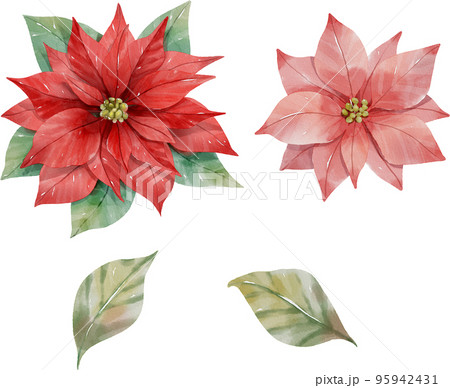ポインセチア 花 植物 95942431