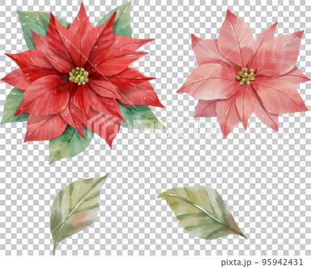 ポインセチア 花 植物 95942431