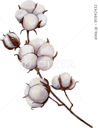 冬 植物 木の枝 95942432