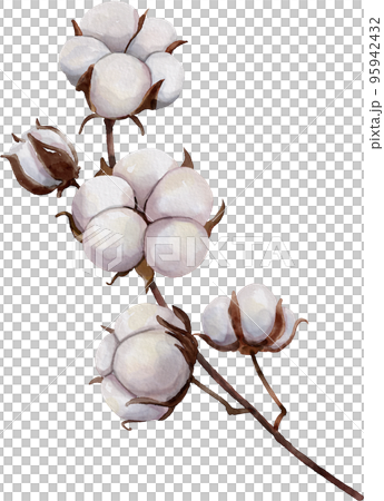 水彩 - 棉花 水彩 - 棉花 95942432