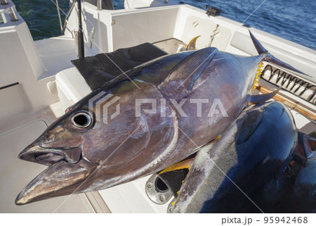 Predatory fish yellowfin tuna close-up after ocean fishing. 95942468