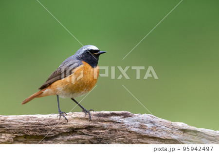 Common Redstart perched on a tree trunk against green background Common Redstart perched on a tree trunk against green background 95942497