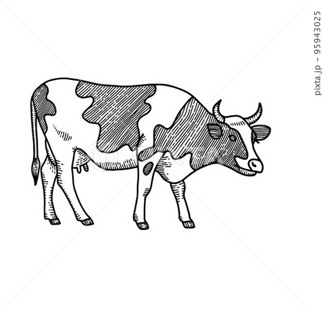 Hand drawn cow sketch. Engraved style vector illustration isolated on white background. 95943025