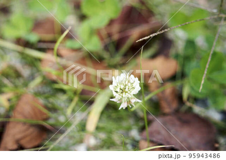 花 花 95943486