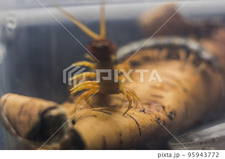 Scolopendra subspinipes japonica. exotic poisonous animal for insect lovers Scolopendra subspinipes japonica. exotic poisonous animal for insect lovers 95943772