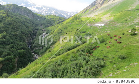 Cows graze in a meadow up a steep slope in the Mont Blanc Mountains at the bottom of which flows a river Cows graze in a meadow up a steep slope in the Mont Blanc Mountains at the bottom of which flows a river 95943990