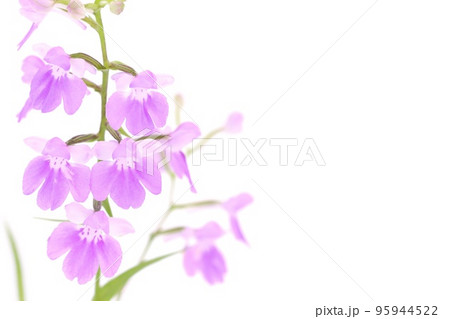 ウチョウラン 夢ちどり ピンク色の花 小さい蘭 明るい背景の写真素材