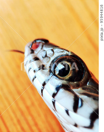 Ptyas mucosa, oriental ratsnake, Indian rat snake, darash or dhaman 95944816