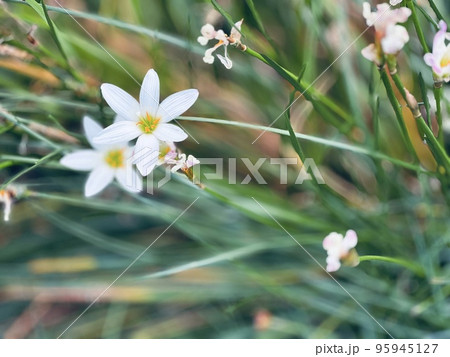 白い花 95945127