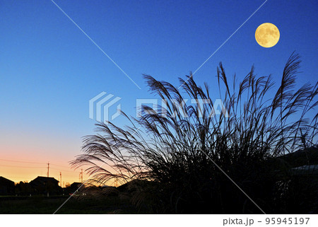 秋のお月見のイメージ。黄昏時に満月とススキと夕焼け。 95945197
