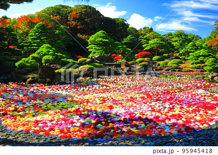 【島根県】晴天の由志園の池泉天竺牡丹（10万輪のダリア） 95945418